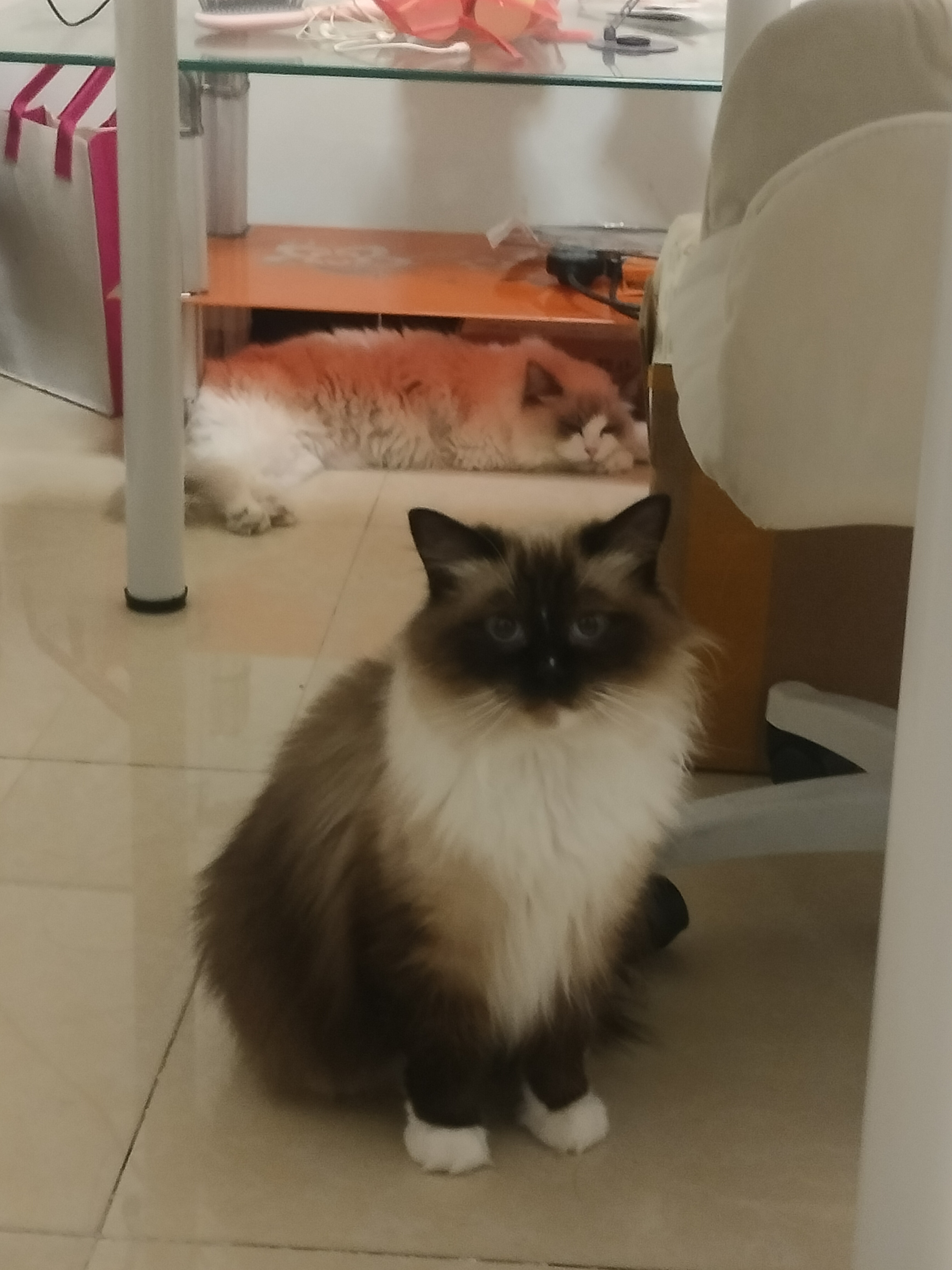 清一色布偶猫
